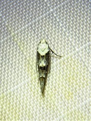 Mompha murtfeldtella