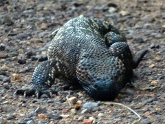 Heloderma horridum