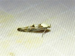 Mompha murtfeldtella