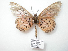 Acraea pseudegina