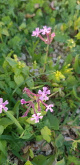 Silene aegyptiaca