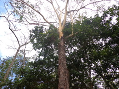 Eucalyptus miniata