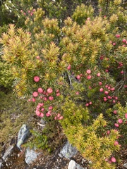Leptecophylla