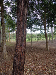 Eucalyptus miniata