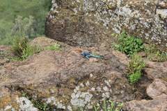 Agama lionotus