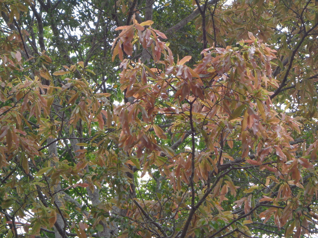 Couratari asterotricha