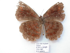 Ariadne enotrea