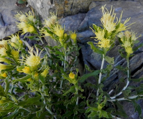 Ericameria discoidea (Nutt.) G.L.Nesom