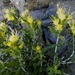 Whitestem Goldenbush - Photo (c) grnleaf, some rights reserved (CC BY-NC), uploaded by grnleaf