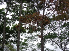 Couratari macrosperma