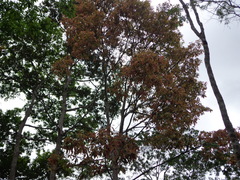 Couratari macrosperma