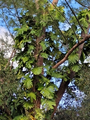 Epipremnum
