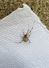 Latrodectus geometricus