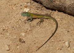 Cnemidophorus ruatanus