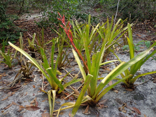 Aechmea blanchetiana