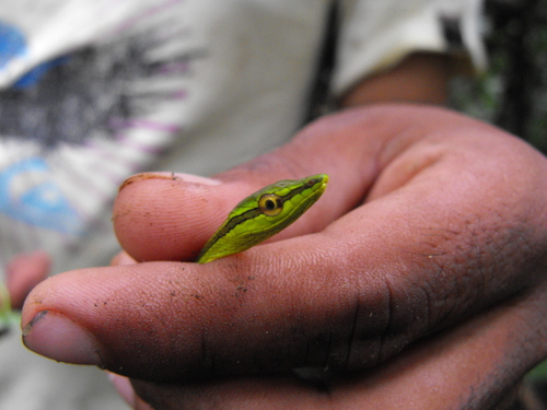 Xenoxybelis argenteus