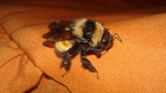 Cullumanobombus