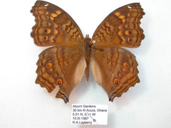 Junonia chorimene