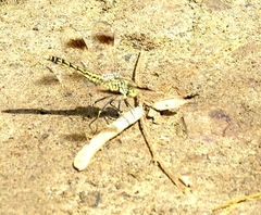 Brachythemis leucosticta