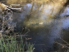 Oncorhynchus tshawytscha