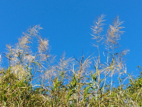 Madagascar grass (Neyraudia arundinacea)