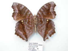 Junonia chorimene
