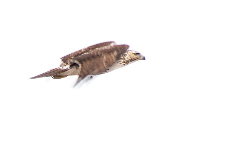 Red-tailed Hawk photographed in Illinois