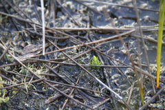 Phylloglossum drummondii