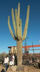Carnegiea gigantea