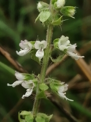 Ocimum americanum