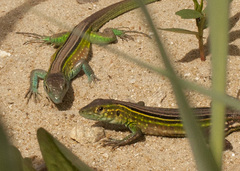 Cnemidophorus ruatanus