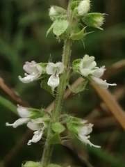 Ocimum americanum