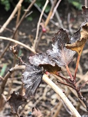 Podosphaera physocarpi