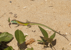 Cnemidophorus ruatanus