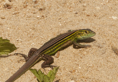 Cnemidophorus ruatanus