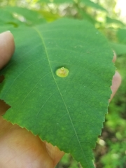 Phylloxera caryaefoliae