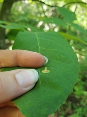 Phylloxera caryaefoliae