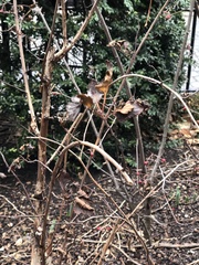 Podosphaera physocarpi