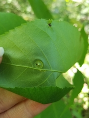 Phylloxera caryaefoliae