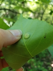 Phylloxera caryaefoliae