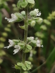 Ocimum americanum