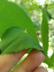 Phylloxera caryaefoliae