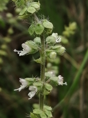 Ocimum americanum