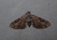 Eupithecia anticaria