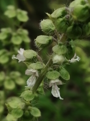 Ocimum americanum