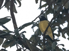 Coccothraustes abeillei