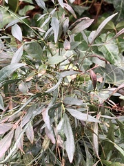 Cucumber mosaic virus