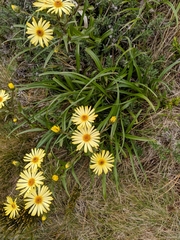 Dolichoglottis lyallii × scorzoneroides
