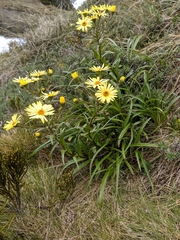 Dolichoglottis lyallii × scorzoneroides