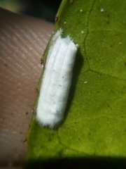 Pulvinaria camelicola